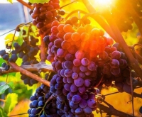 255590-grozd-vinograda-17